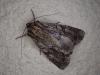 Apamea monoglypha
